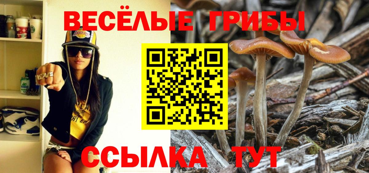 Псилоцибиновые грибы Psilocybine cubensis Георгиевск